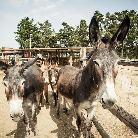 Agriturismo Archelao Oristano Ngoại thất bức ảnh